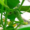 Cucumber Parisian Pickling 